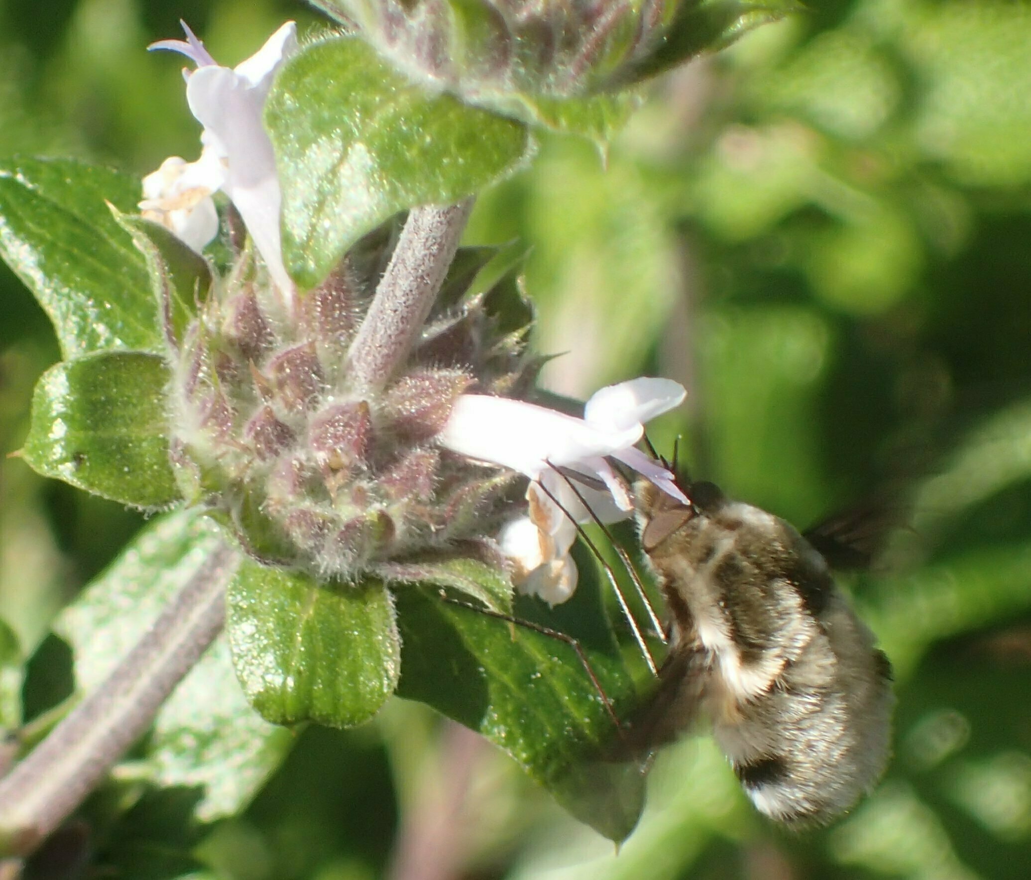 High Resolution Bombylius major Animal